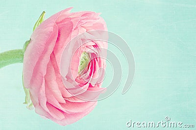 Single pink ranunculus on light blue background Stock Photo