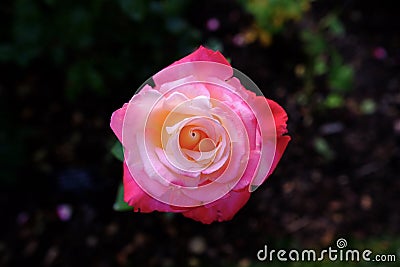 Single pink red rose Stock Photo