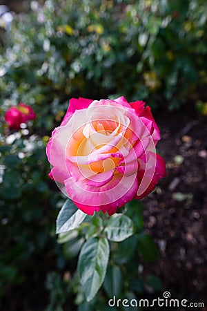 Single pink red rose with green background Stock Photo