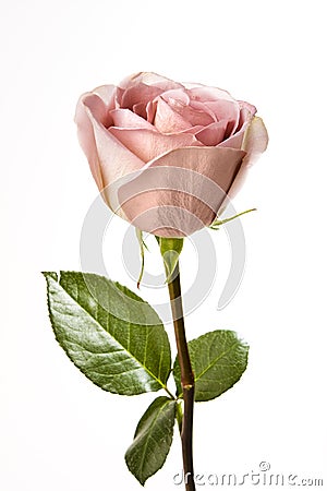 Single Pink Rose Stock Photo