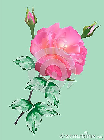 Single pink rose flower isolated on light green background Vector Illustration