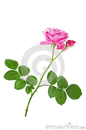 Single pink rose flower on stem with green leaves isolated on white background Stock Photo