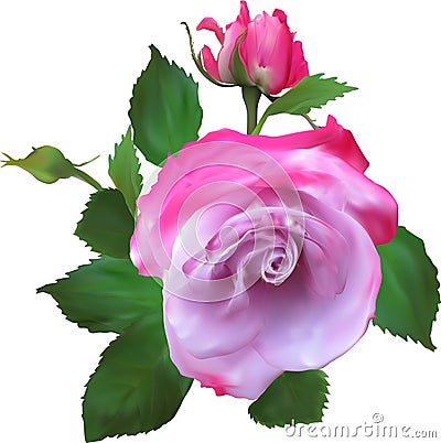 Single pink rose flower and two buds Vector Illustration