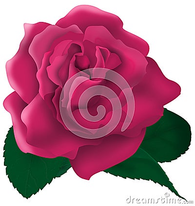 Single pink rose illustration Cartoon Illustration
