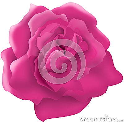 Single Pink rose illustration Stock Photo