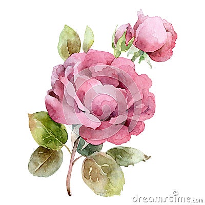 Single pink rose isolated on white background Cartoon Illustration