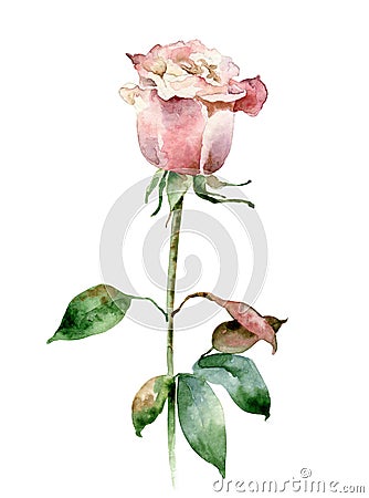 Single pink rose isolated on white background Cartoon Illustration