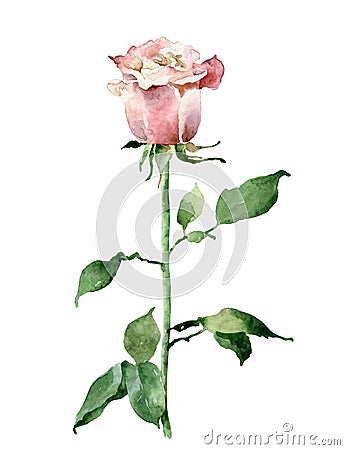 Single pink rose isolated on white background Cartoon Illustration