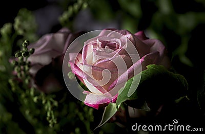 Single Pink Rose mixed with a bouquet of other greenery Stock Photo