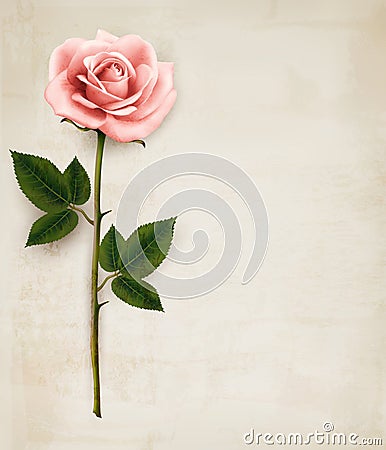 Single pink rose on an old paper background. Vector Illustration