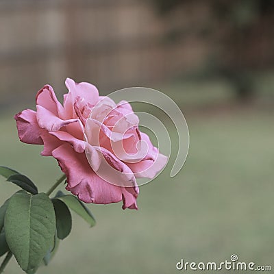 Single pink rose Stock Photo