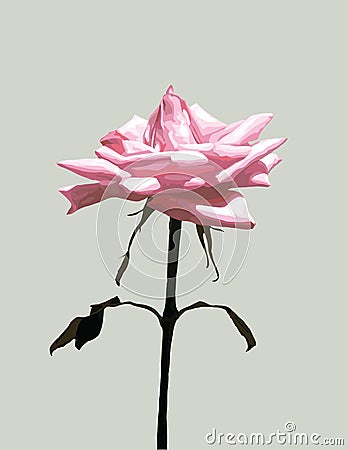 Single Pink Rose Art Stock Photo