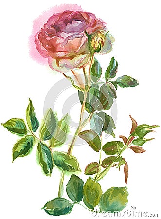 Single pink rose Stock Photo