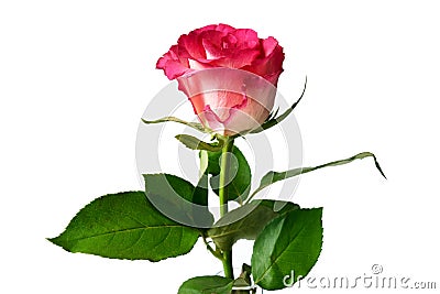 Single pink rose on white background. Stock Photo