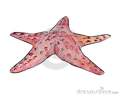 Pink starfish hand drawn watercolor clip art Stock Photo