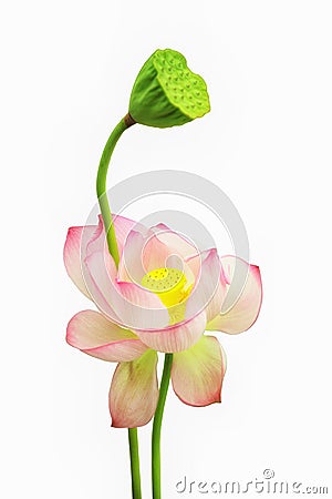 Single pink water lotus flower isolated on white background Stock Photo