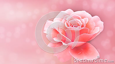 Single pink and white rose isolated pink selective soft blur background bokeh out of focus background with use of shallow depth Stock Photo