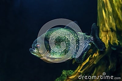 Single piranha fish, close-up, isolated on abstract blue and gold background. Large exotic freshwater pirana predator from South Stock Photo