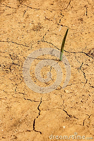 Single Plant Shoot Emerges Despite Severe Drought Stock Photo