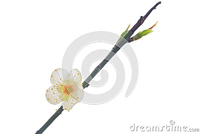 Single plum flower Stock Photo