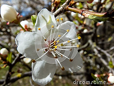 Single plum flower in the garden in the spring Stock Photo
