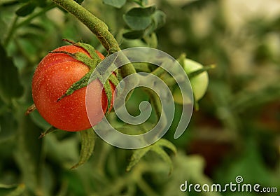 A single plum red mini tomato on the vine in a tunnel Stock Photo