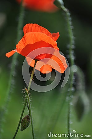 Single poppy flower Stock Photo