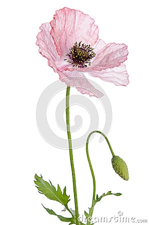 Single pink poppy on white background Stock Photo