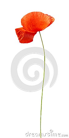Single poppy isolated on white Stock Photo