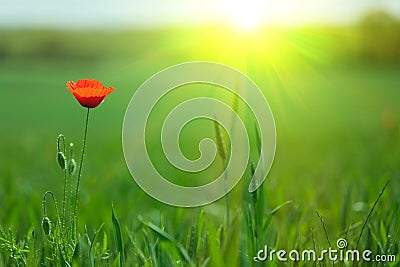 Single poppy in sunlight Stock Photo