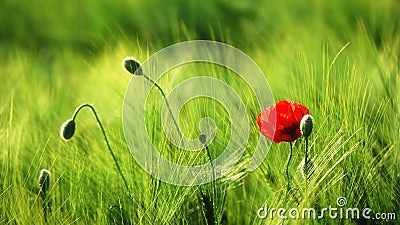 Single poppy in wheat field Stock Photo