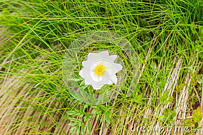 Single Pulsatilla alpina flower in the Carpathian Mountains Stock Photo