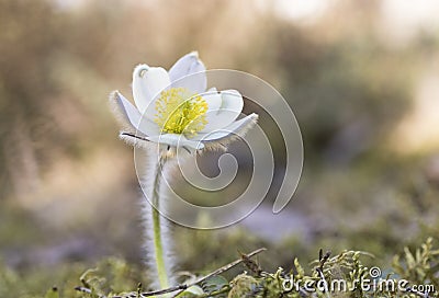 Single Pulsatilla vernalis Stock Photo