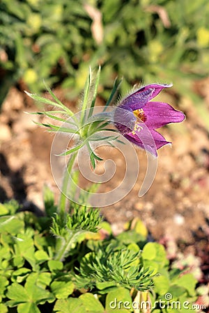 Single Pulsatilla vulgaris or Pasque flower herbaceous plant with violet bell-shaped flower on top of long soft silver grey hairy Stock Photo