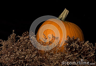 Single Pumpkin Stock Photo