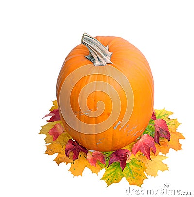 Single pumpkin isolate on white Stock Photo