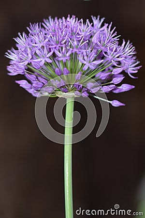 Single Purple Allium Stock Photo