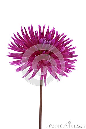 Single purple dalia flower Stock Photo