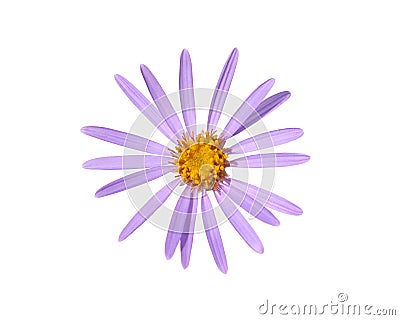 Single purple flower of Alpine aster isolated on white background. Aster alpines Stock Photo