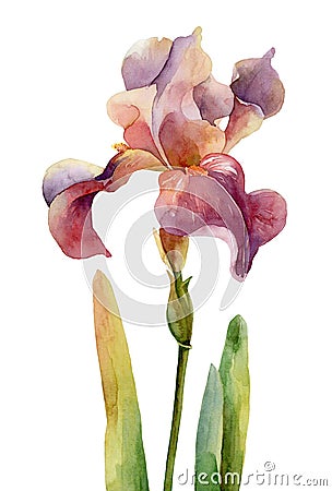 Single purple iris on white background Cartoon Illustration