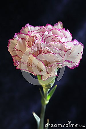 Single purple Terry carnation flower Stock Photo