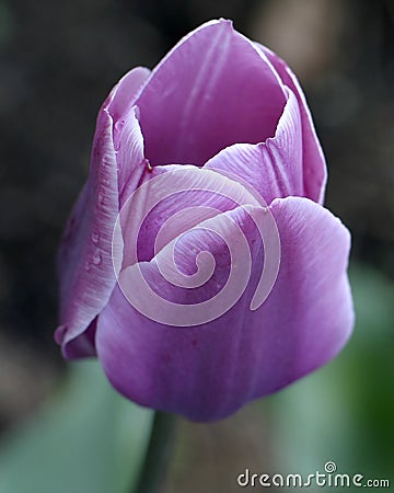 Single Purple Tulip Stock Photo