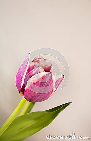 Single Purple and White Tulip leaning to the side, white background. Stock Photo