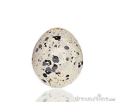 Single quail egg. Stock Photo