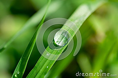 A single raindrop on a grass leaf Stock Photo