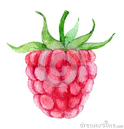 Single raspberry isolated on white background, watercolor Cartoon Illustration
