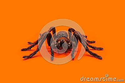 Single real tarantula spider on orange background. Creepy Halloween concept with blank space Stock Photo