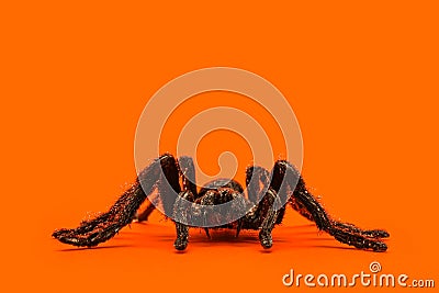 Single real tarantula spider on orange background. Creepy Halloween concept with space for text Stock Photo