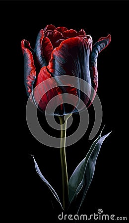 A single red and black tulip isolated on black background Stock Photo