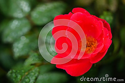Single red knockout rose Stock Photo
